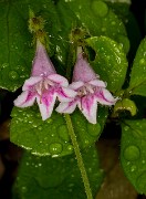 Linnaea borealis - Twinflower 16-0475
